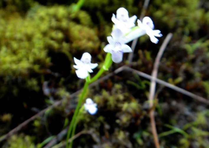  p>无柱兰属是 a target="_blank" href="/item/被子植物门/229000"