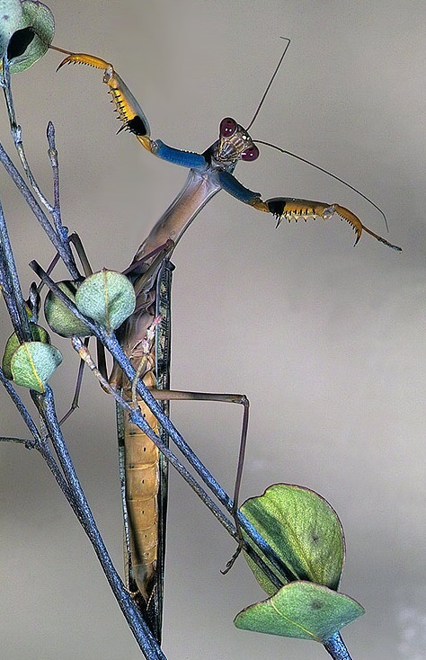 雌性螳螂为褐色,雄性的特点是蓝色的色调与黑色的斑点在前肢上. /p>