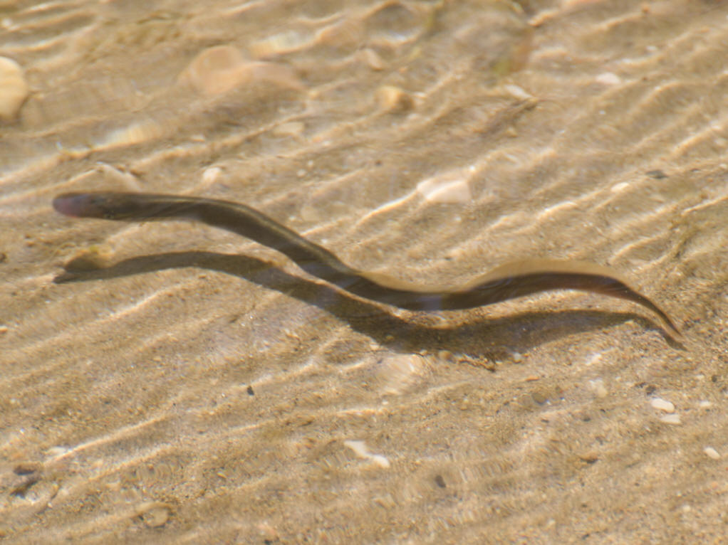  p>七鳃鳗(学名:lampetra japonicum),又名八目鳗, a target="_blank"