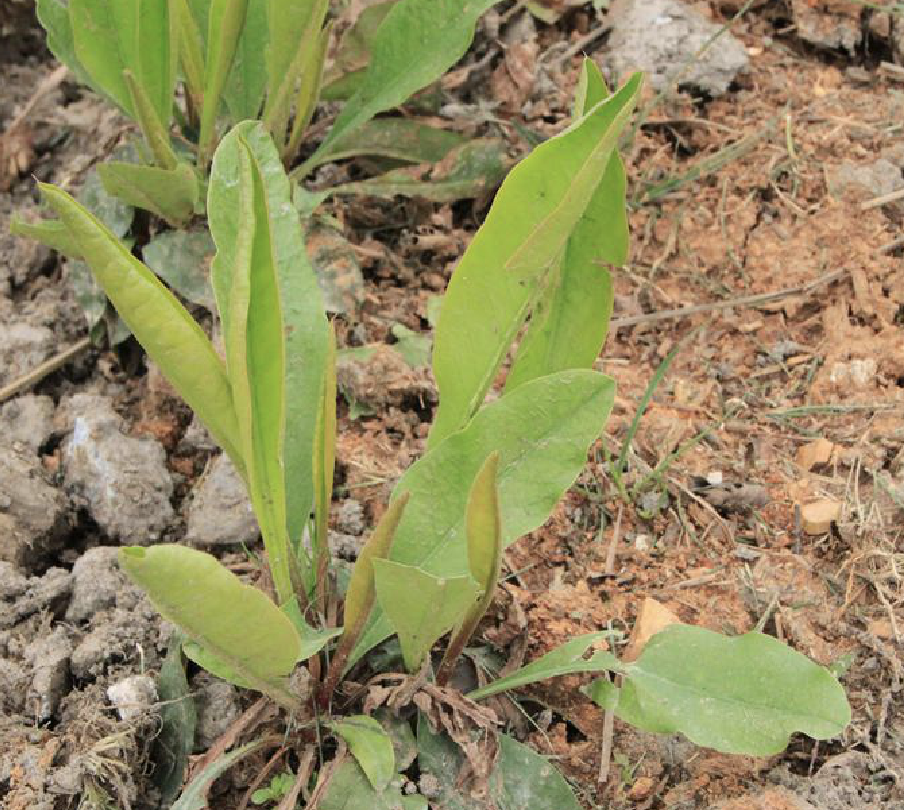 是白花丹科补血草属植物,株高30-50厘米, 叶丛生植株莲座状,聚伞圆锥