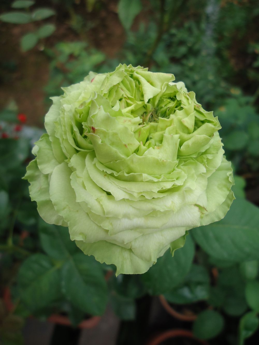  p data-id="gnbrqwsuof">绿星, a target="_blank" href="/item/月季