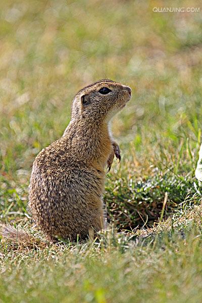 spermophilus dauricus