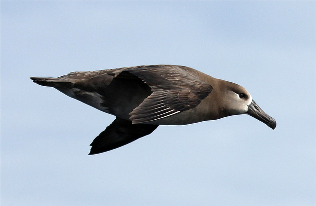  p>黑脚信天翁(学名: i>phoebastria nigripes /i>)为鹱形目 a target