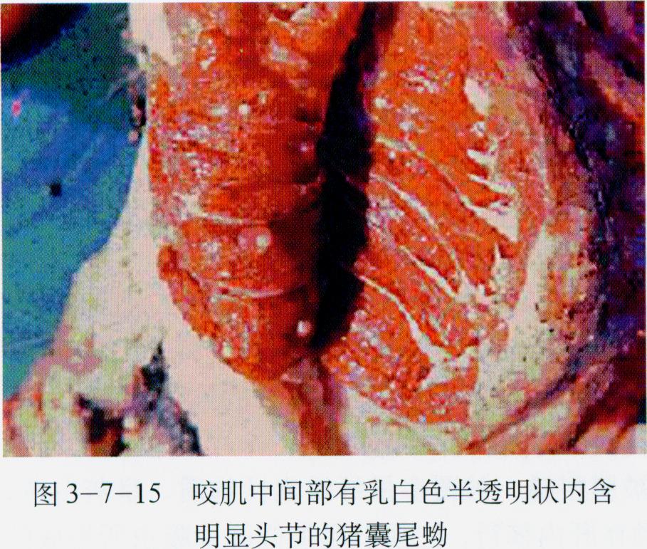  p data-id="tijx09necbry">囊尾蚴是圆叶目带科带属扁形动物猪带绦虫