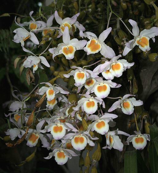  p>棒节石斛(学名: i>dendrobium findlayanum /i>  par. et rchb. f.