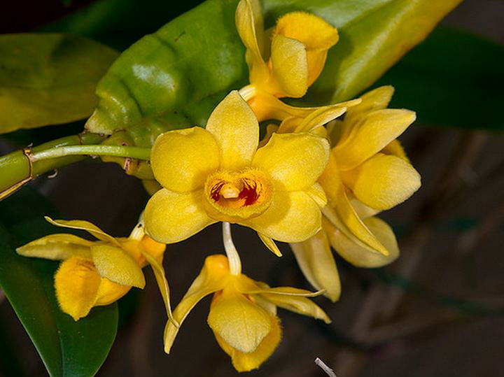  p>具槽石斛(学名: i>dendrobium stuposum /i>  lindl.