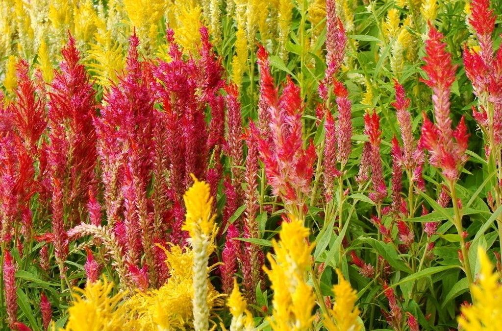  p>羽状鸡冠花为一年生 a href="#" data-lemmaid="5851324">苋科 /a>