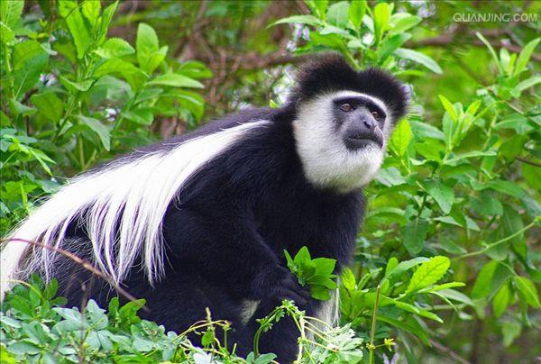 western black-and-white colobus