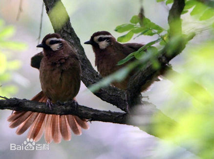  p>白颊噪鹛(学名: i>pterorhinus sannio /i>):中型鸟类,体长21-25