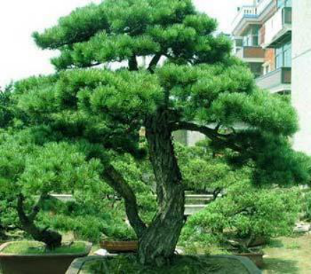 种植日本五针松，要注意养护的方法哦！_百科TA说