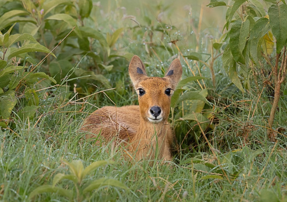 common reedbuck