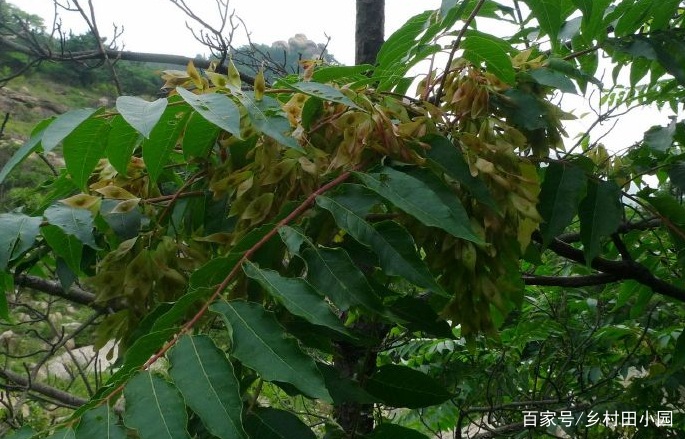 诗经里的植物｜到处可见的臭椿，虽然名声不太好，但其作用却不少_百科TA说