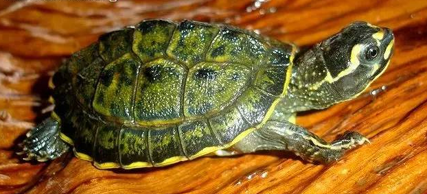 crowned river turtle