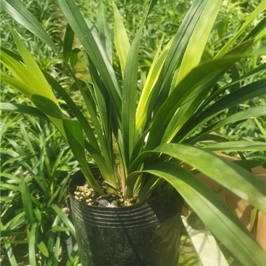 香兰（兰科香兰属植物）_百度百科