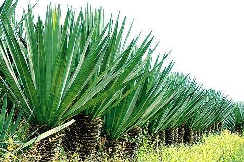 剑麻（天门冬科龙舌兰属植物）_百度百科