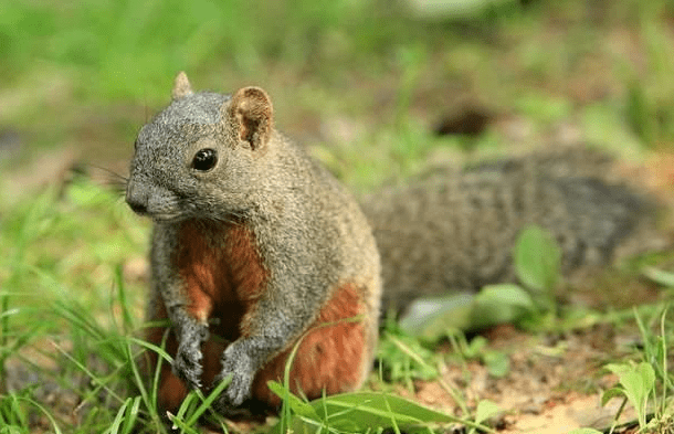 data-lemmaid="2042073">松鼠科丽松鼠属的一种动物,拉丁学名是