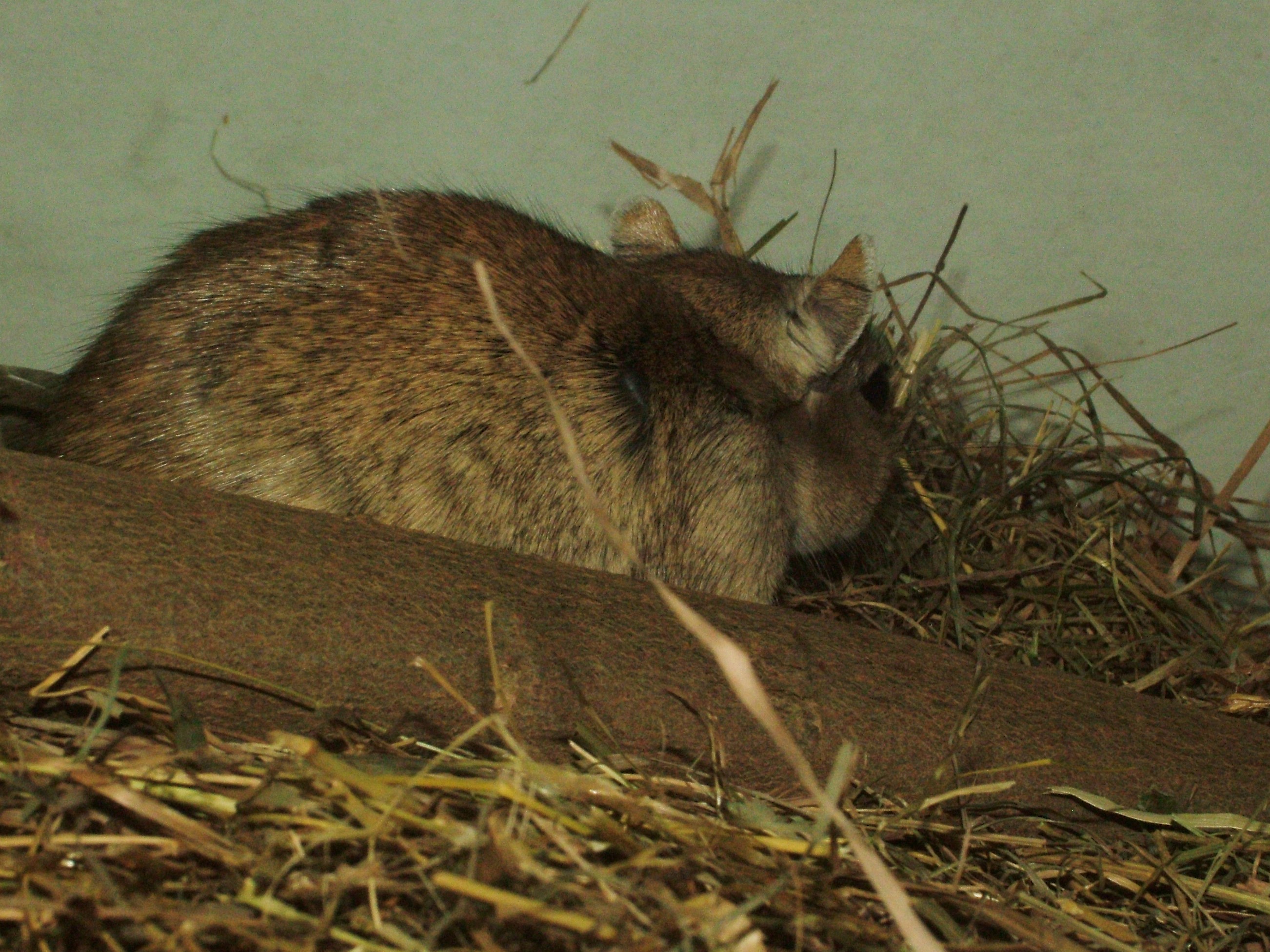 红尾沙鼠北疆亚种