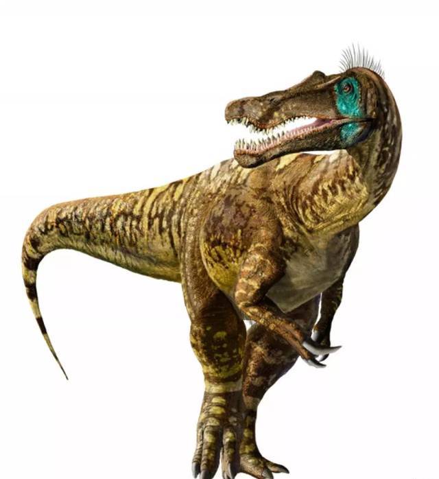 原意属名为坚实的利爪.