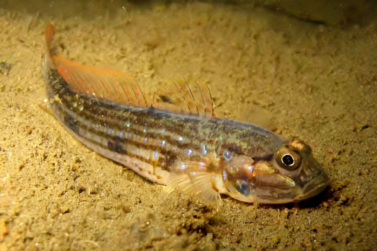 小眼细棘鰕虎鱼