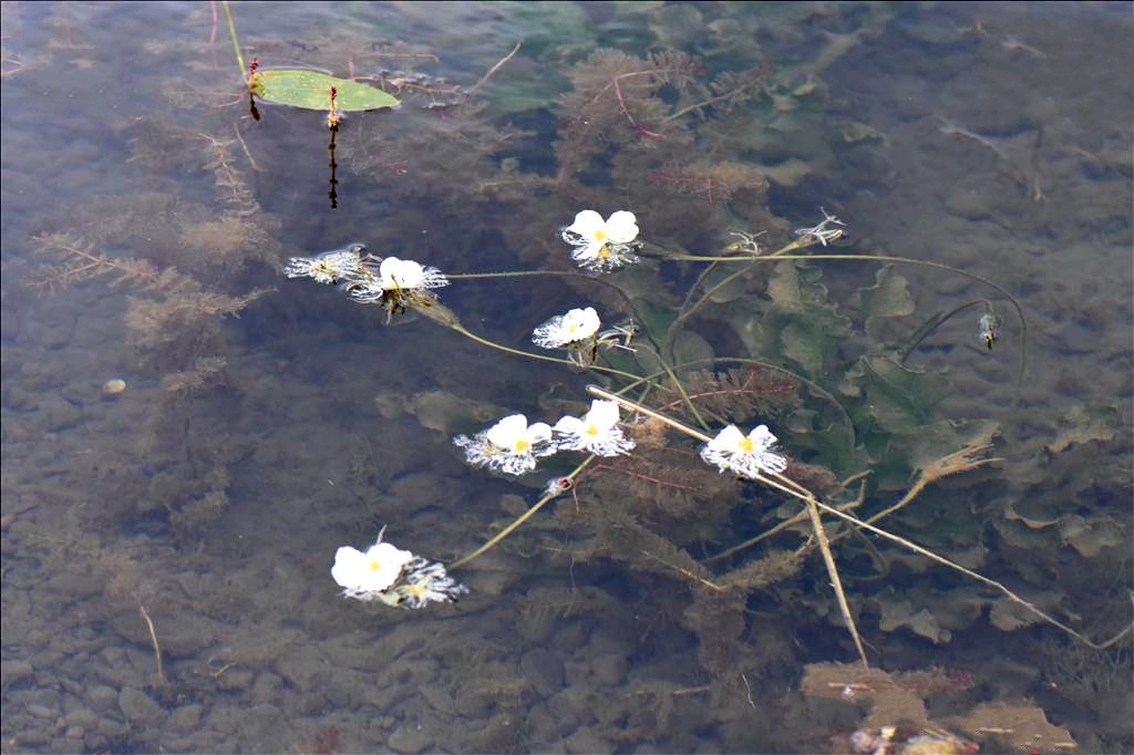 波叶海菜花