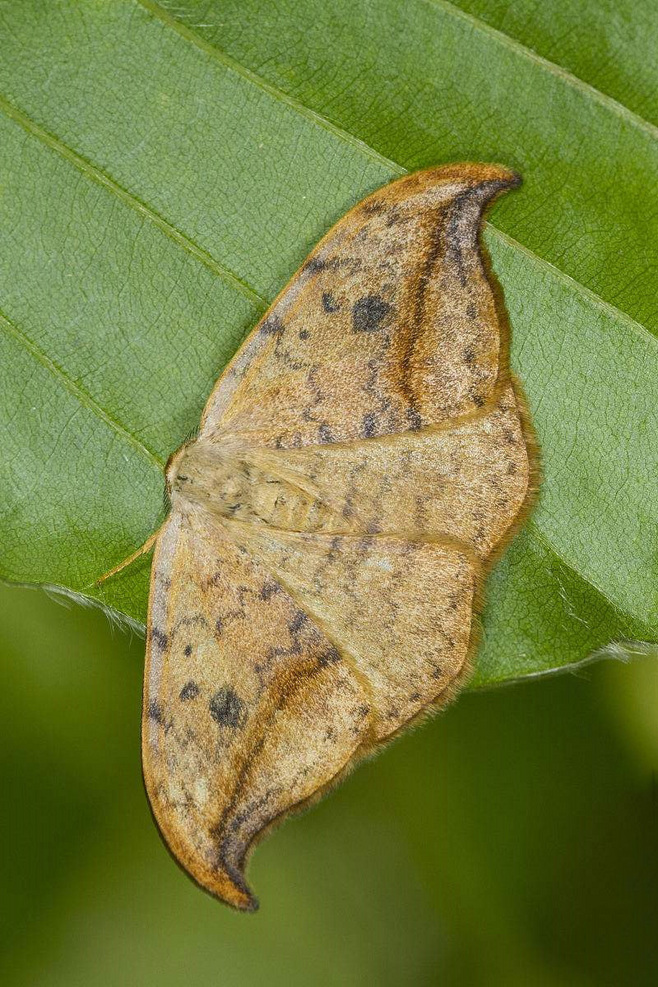 (wilkinson,1968), a target="_blank" href="/item/钩蛾科/10081547"