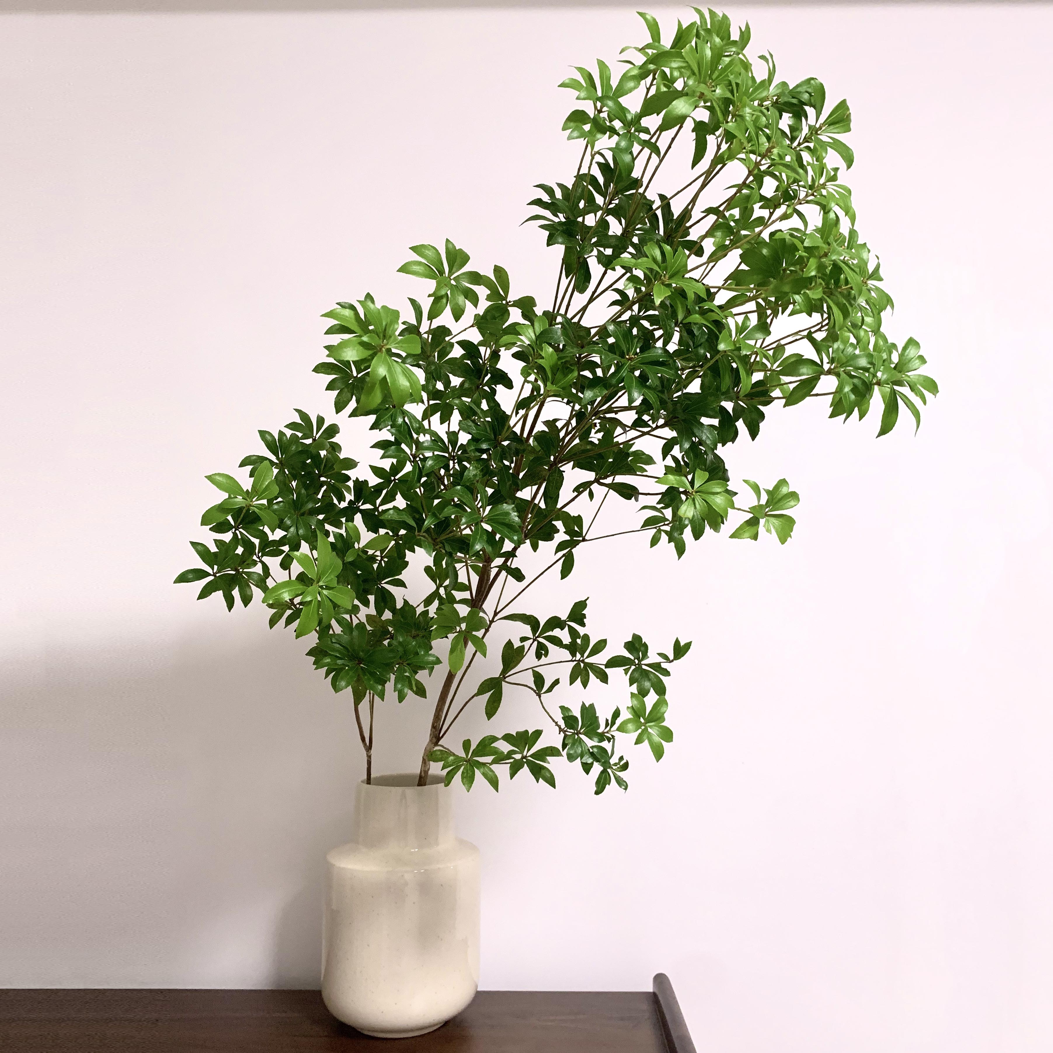 马醉木