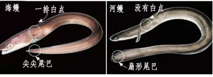 白鳝作为“精品鱼”，繁殖等方面与鳗鱼既保持一致又有其个性_百科TA说