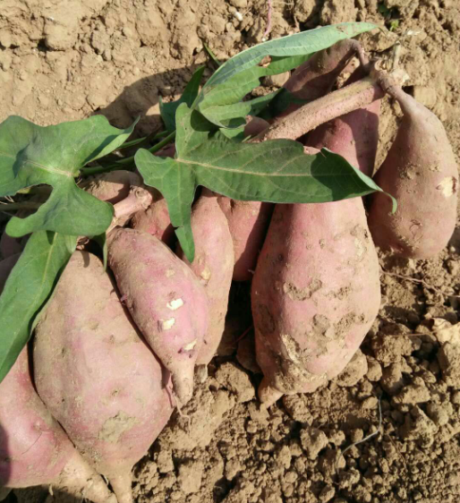 以广薯87,岩薯5号,济薯26,烟薯25,龙薯9号,郑薯20这6个品种为父本小