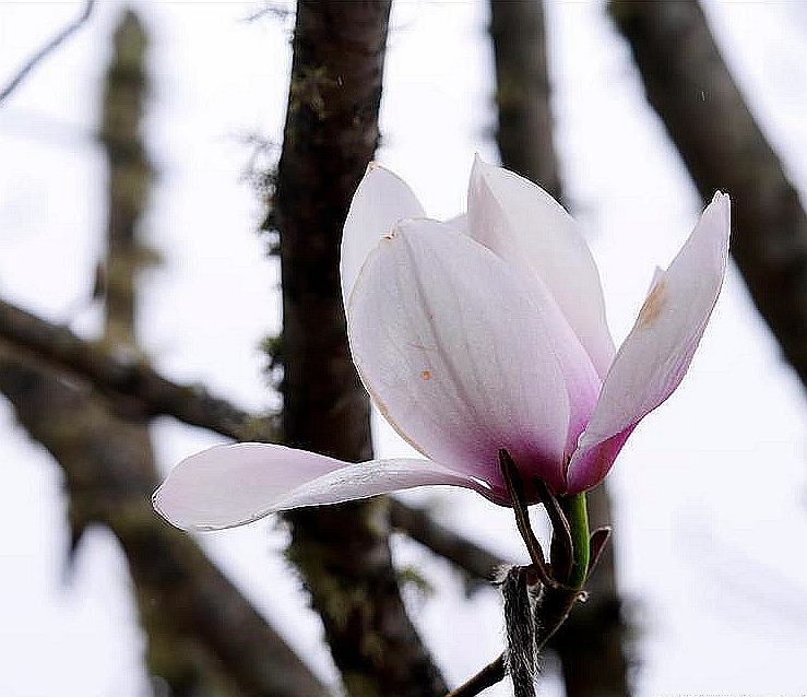  p data-id="gnf7n5po81">滇藏玉兰(学名: i>yulania campbellii /i>