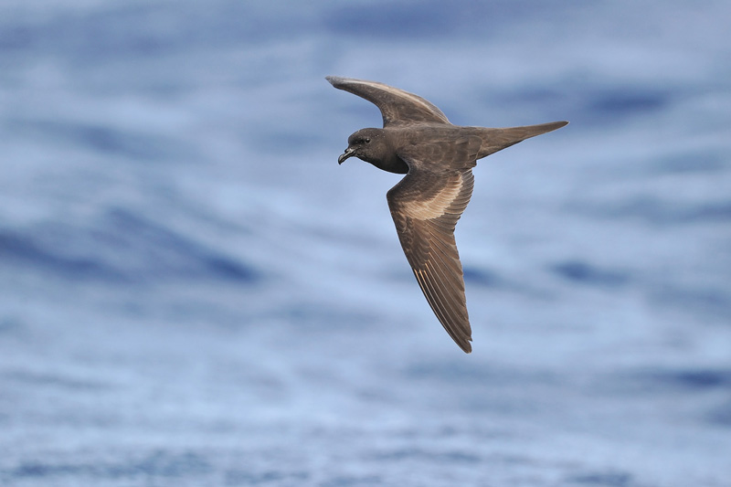 黑叉尾海燕(学名:hydrobates monorhis)小型海鸟,体长约18