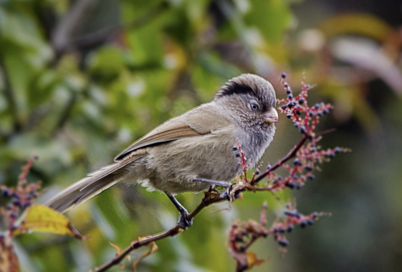  p>褐鸦雀(学名: i>cholornis unicolor /i>)是莺科,鸦雀属小型鸟类