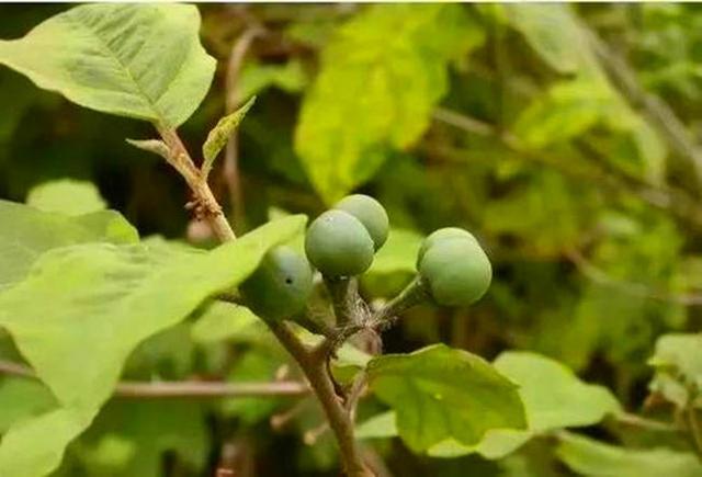 山沟沟一种野草名叫“刺天茄”，繁殖数量快价值高，遇到珍惜_百科TA说