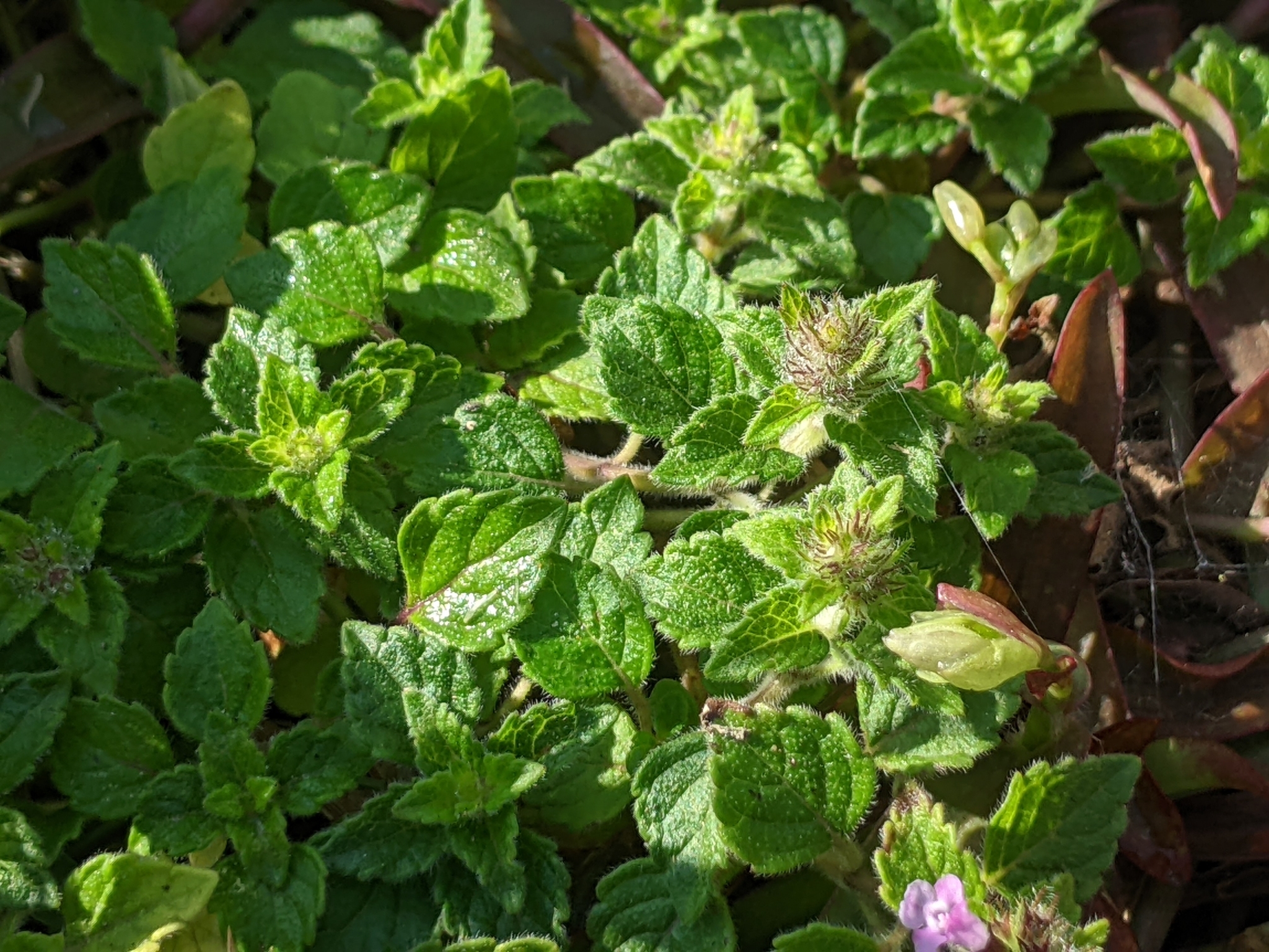 kuntze)是唇形科风轮菜属多年生草本植物,高1米.