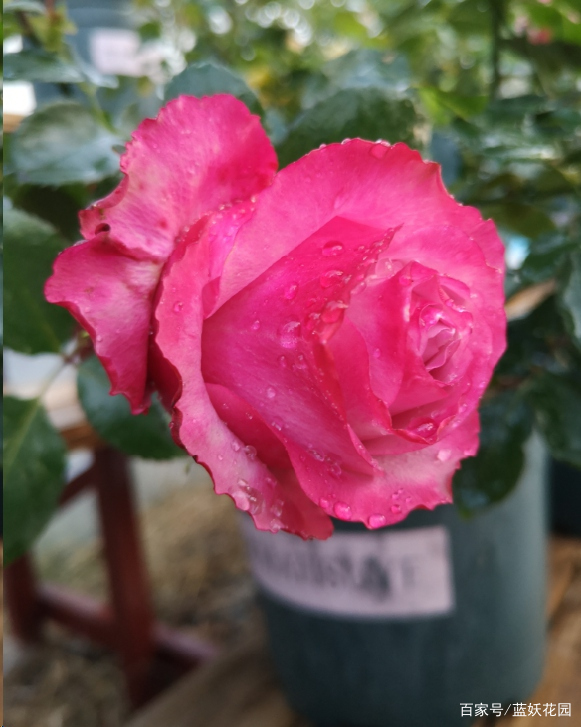 已经立秋 月季花可以秋剪了吗 别急 南北方修剪时间大不同 百科ta说