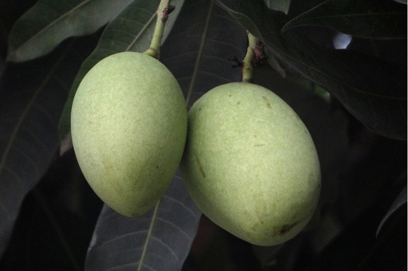  p data-id="gnvfvrohaz">扁桃( i>prunus dulcis /i> (mill.) d. a.