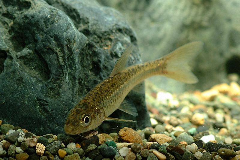  p>真岛氏细银鮈(学名: i>squalidus gracilis majimae /i>)为 a