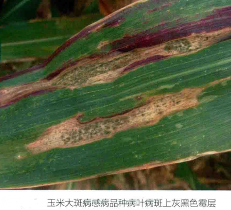 玉米大斑病