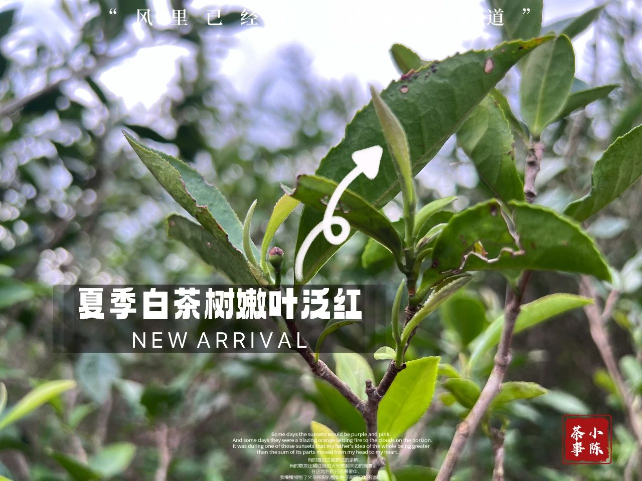 为什么夏天不采白茶，也不推荐夏茶做的白茶？背后有什么难言之隐_百科TA说