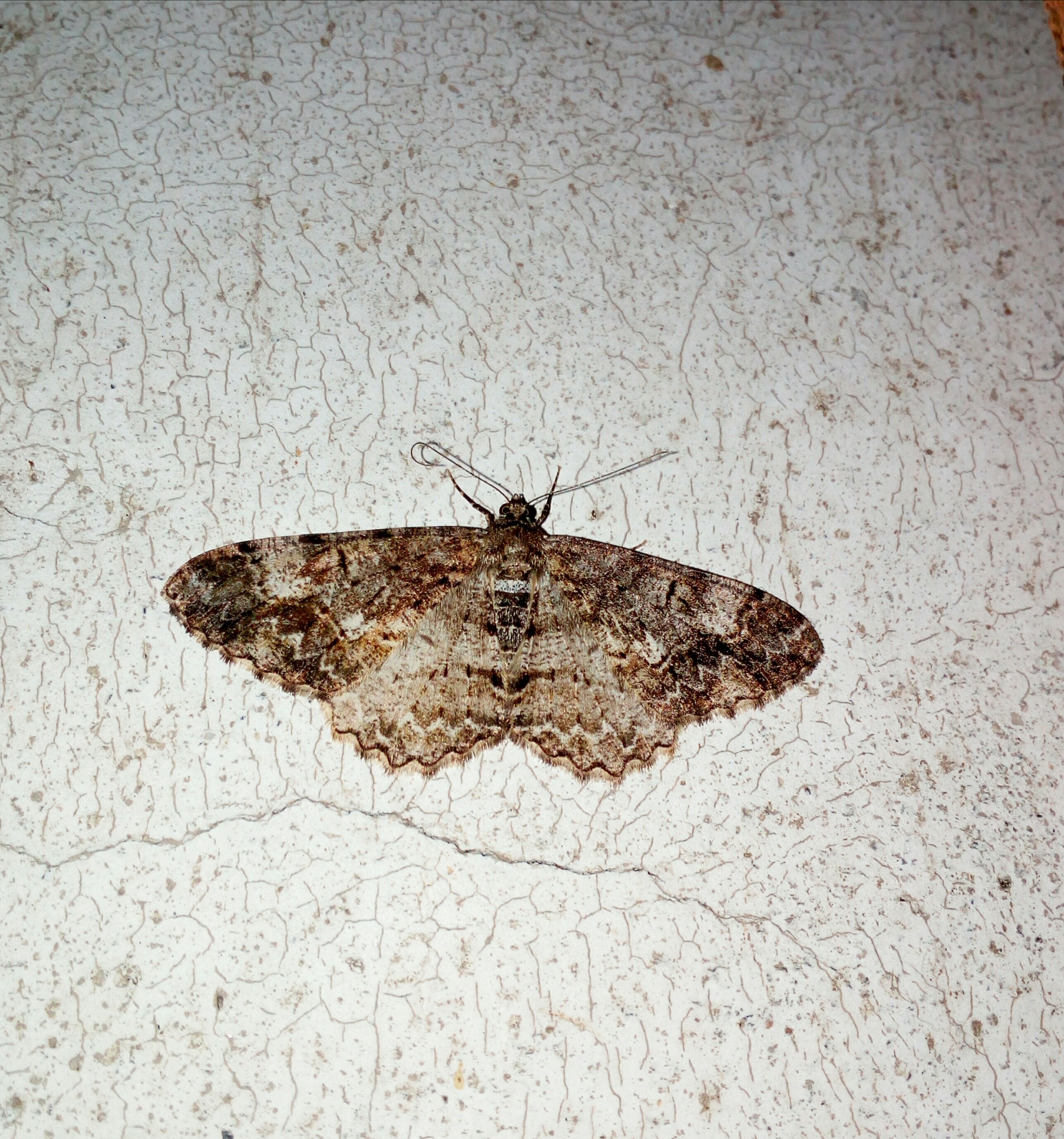  p>槐尺蠖, i>semiothisa cinerearia /i> (bremer &amp; grey)