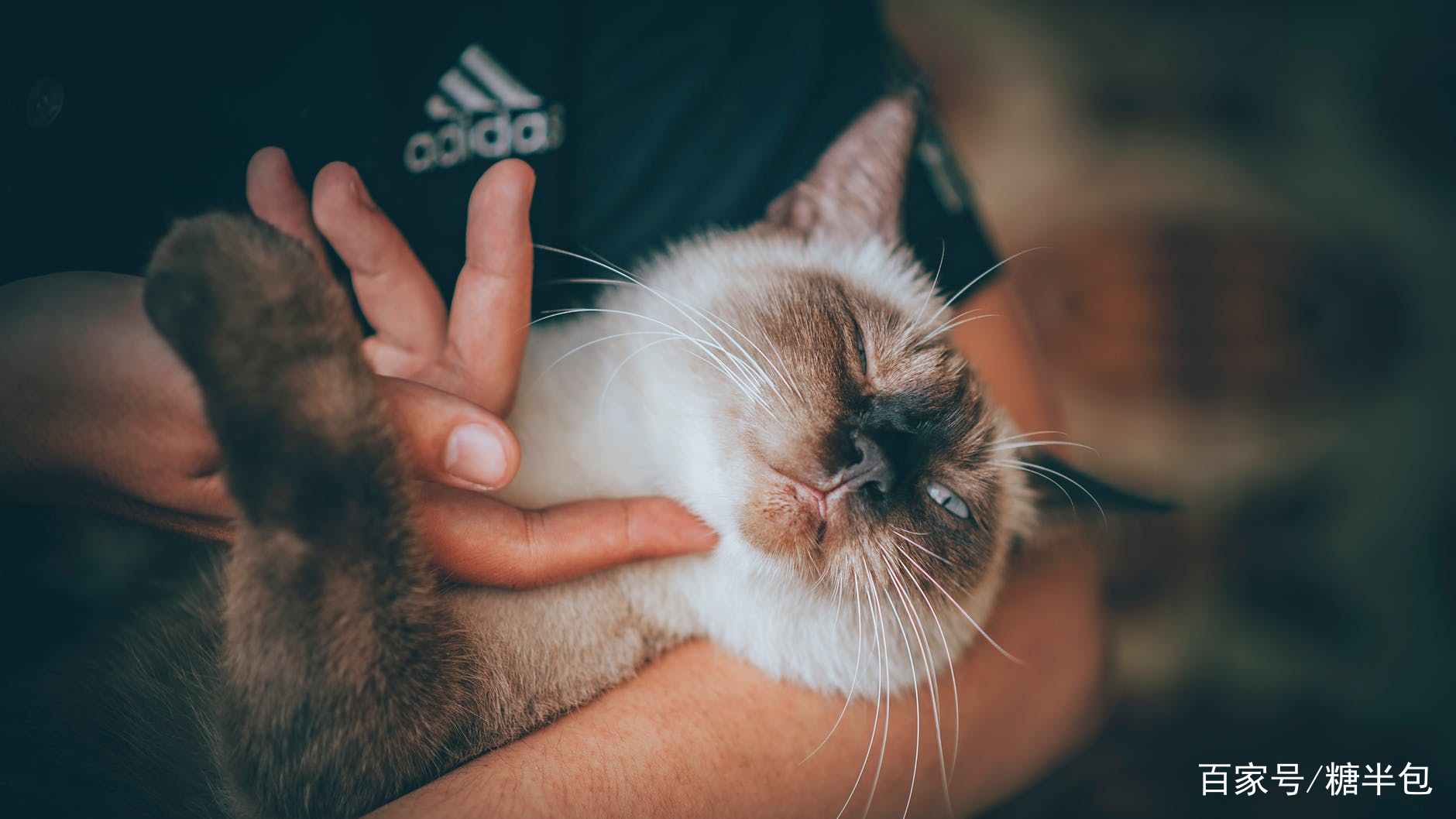 猫苑 猫乘 古人爱猫的样子就是给它写一本百科全书 百科ta说