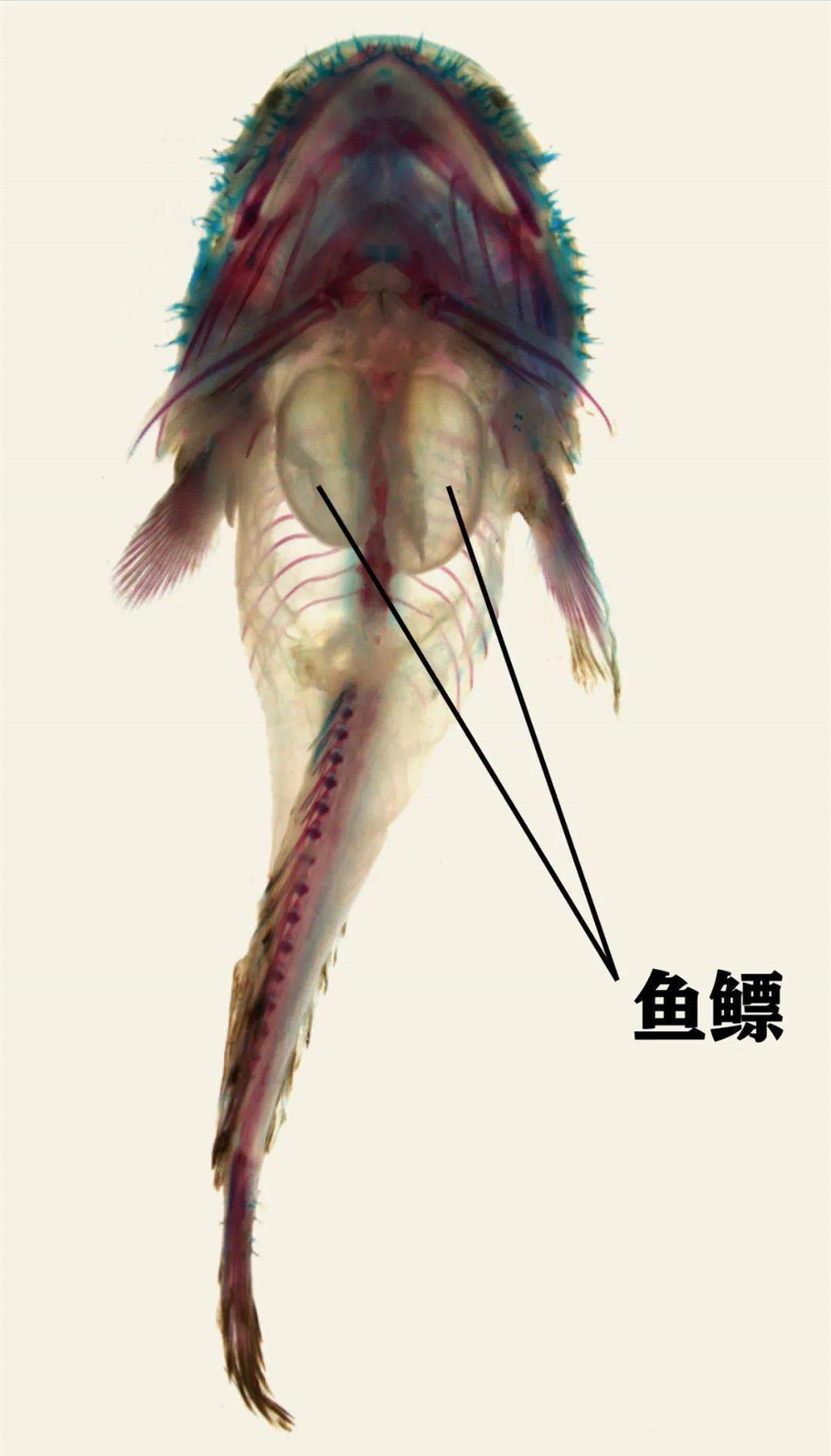 会唱歌的蟾鱼用歌声吸引雌性来窝里产卵