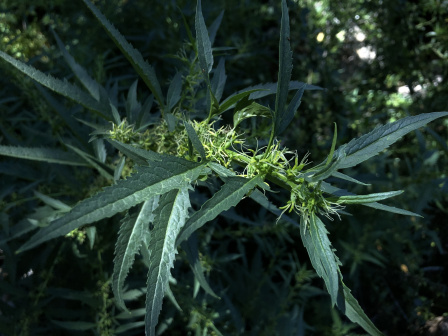 头序野麻_百度百科