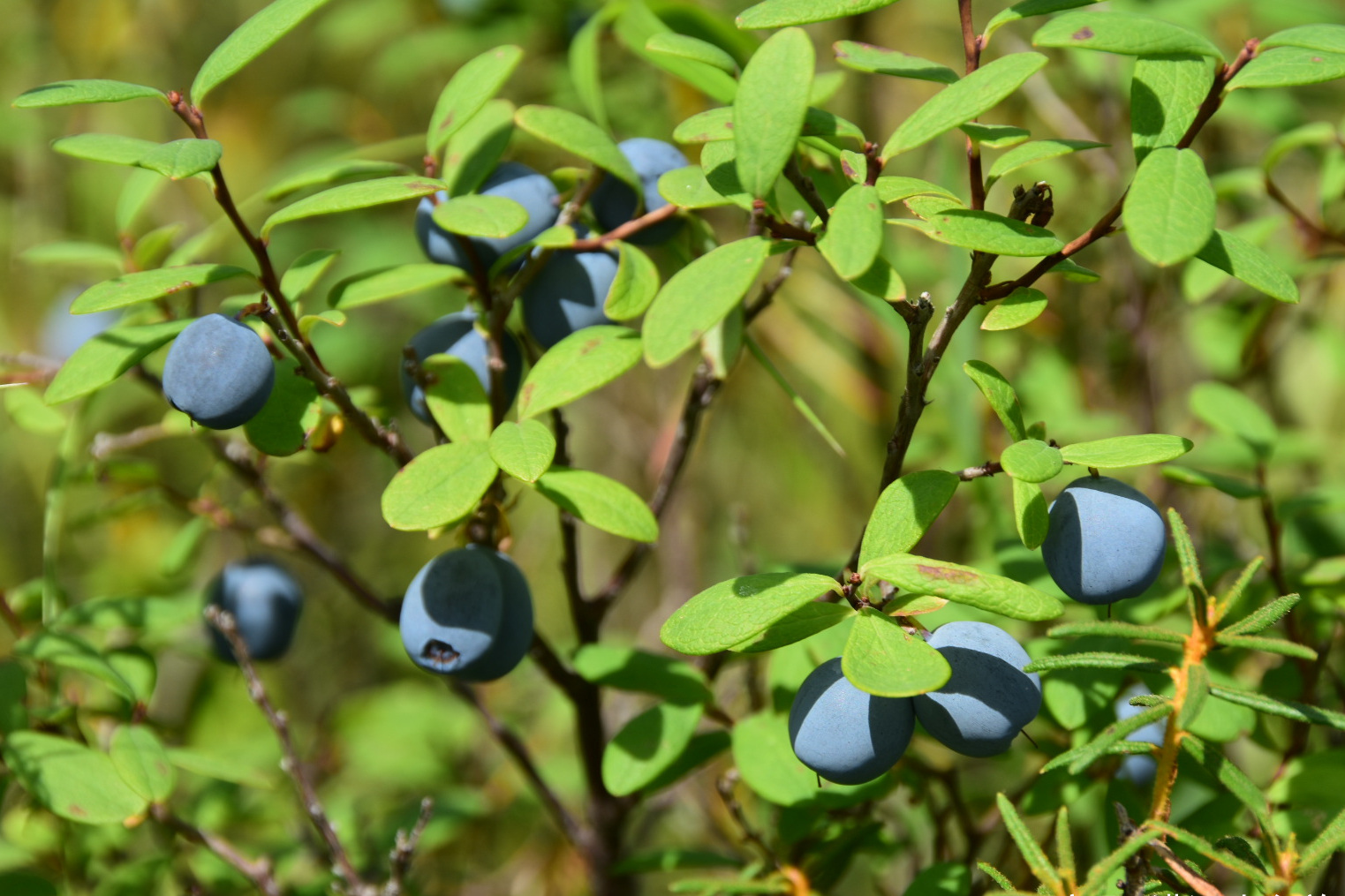 野生蓝莓