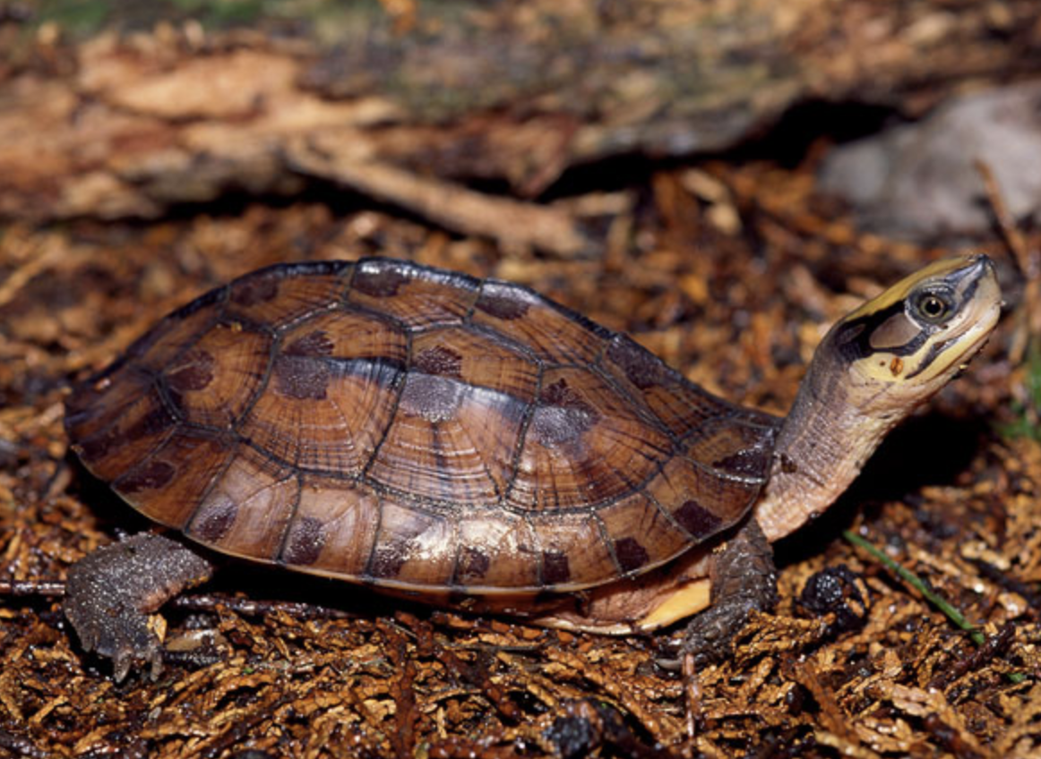  p>三线闭壳龟(学名: i>cuora trifasciata /i>)是龟科,闭壳龟属动物.