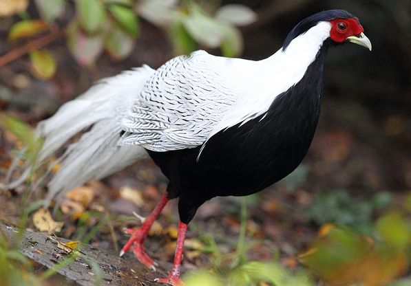 (学名: i>lophura nycthemera /i>):国家二级保护动物,属于大型鸡类