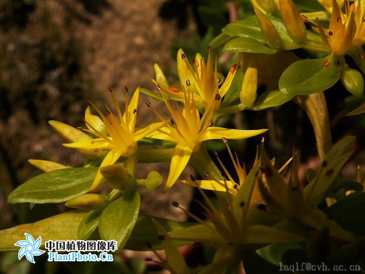  p>四芒景天(学名:sedum tetractinum)为景天科景天属的植物,是我国的