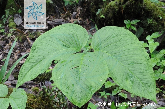  p>象南星( i>arisaema elephas /i> buchet)是 a href="#" data