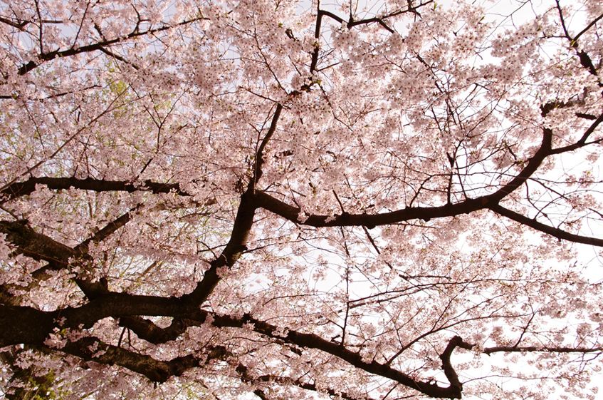  p>樱花(学名: i>cerasus   /i>sp.