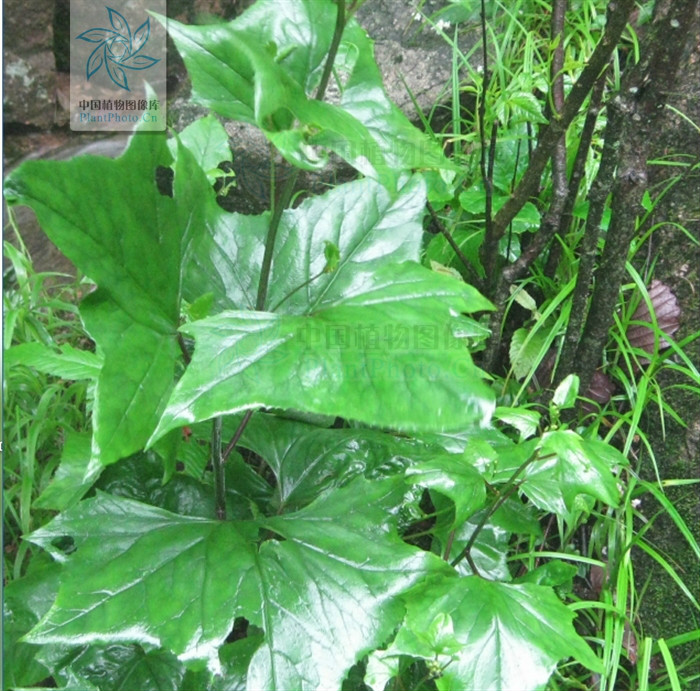 parasenecio hwangshanicus