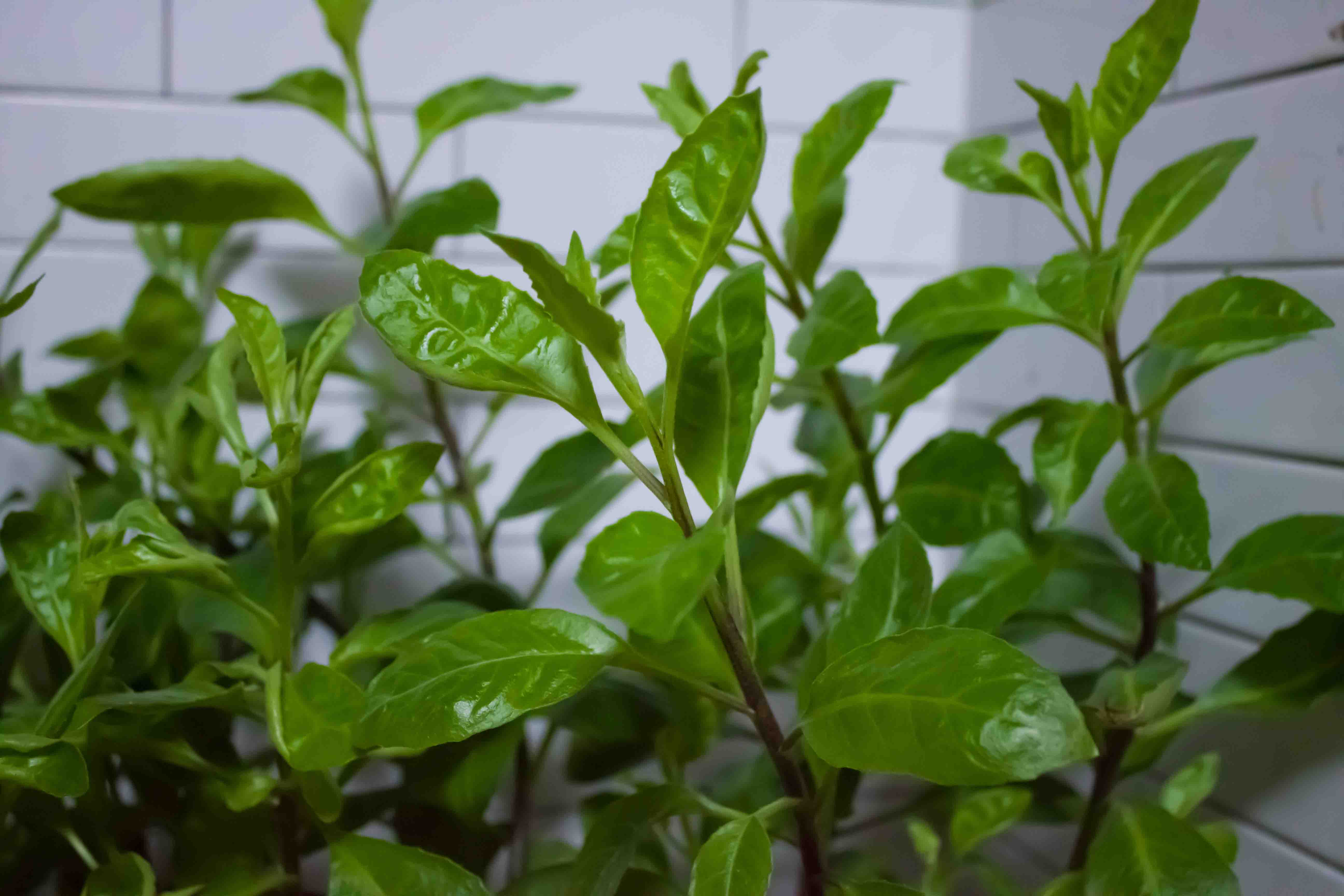  p>明月草(gynura divaricata (l.) dc.[gynura ovalis dc.